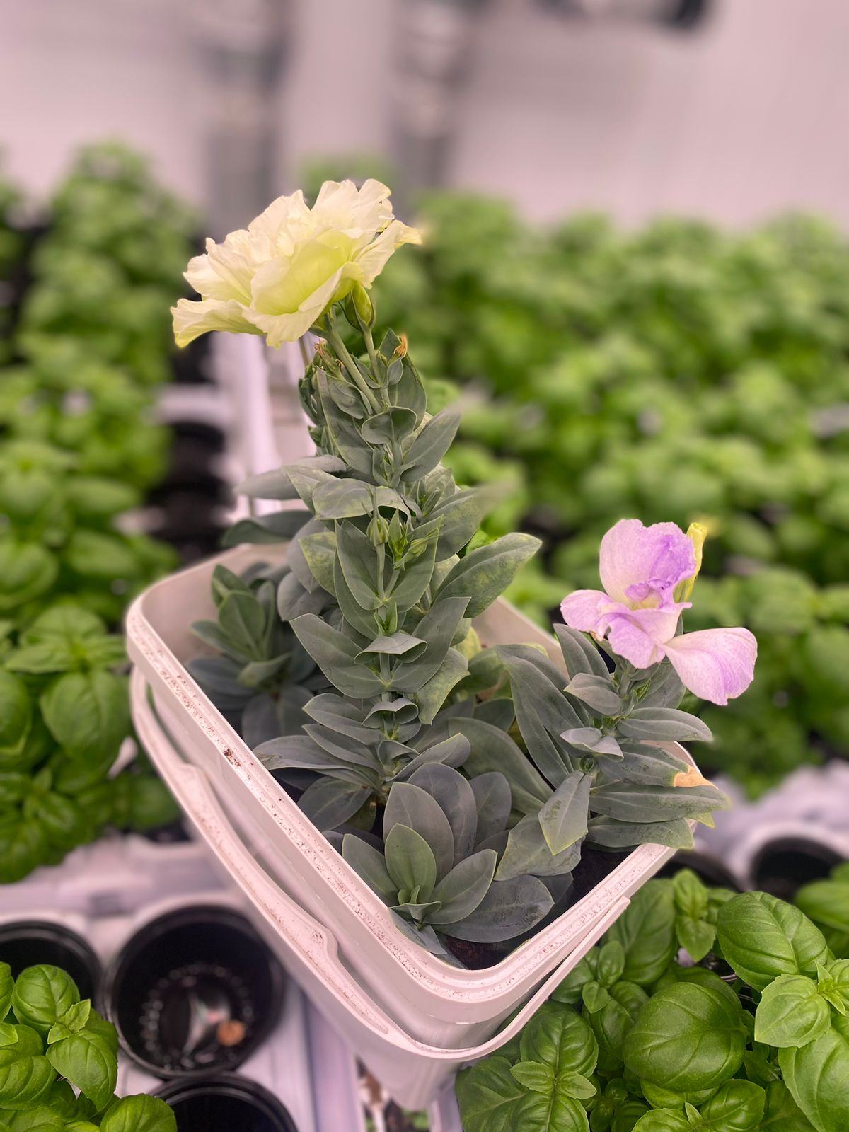 Квіткові культури Green Farms