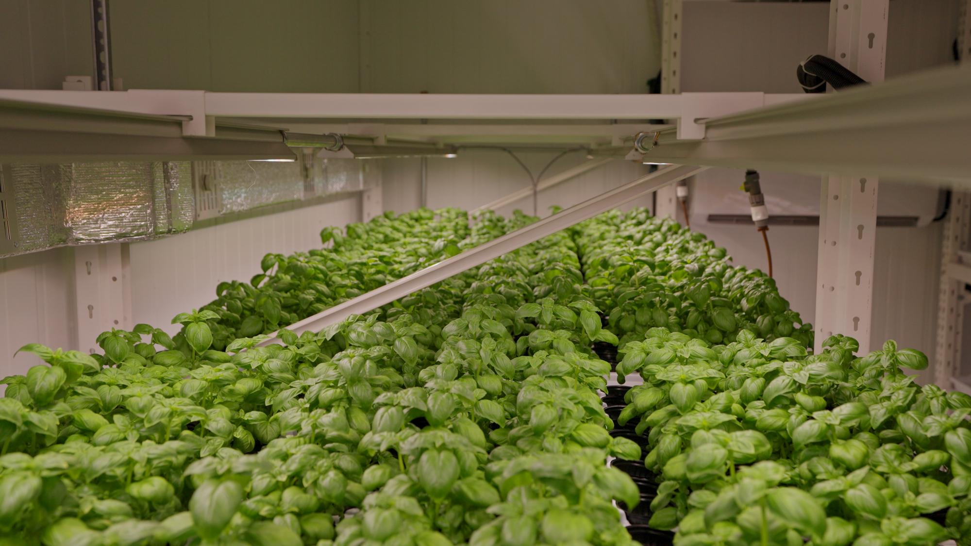 Стелажі вертикальної ферми Green Farms під LED-освітленням